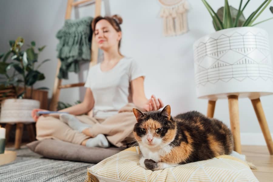 Comment Garder Son Chat En Bonne Santé ? Nos Conseils.