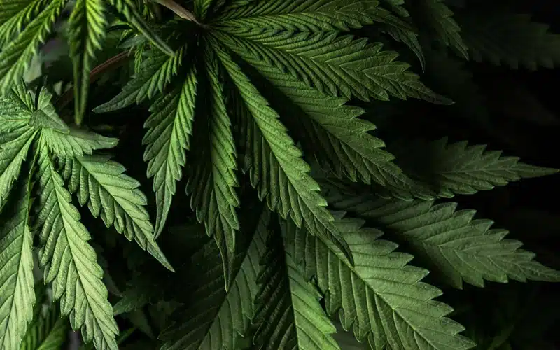 Les bienfaits et utilisations courantes du THC dans le bien-être quotidien