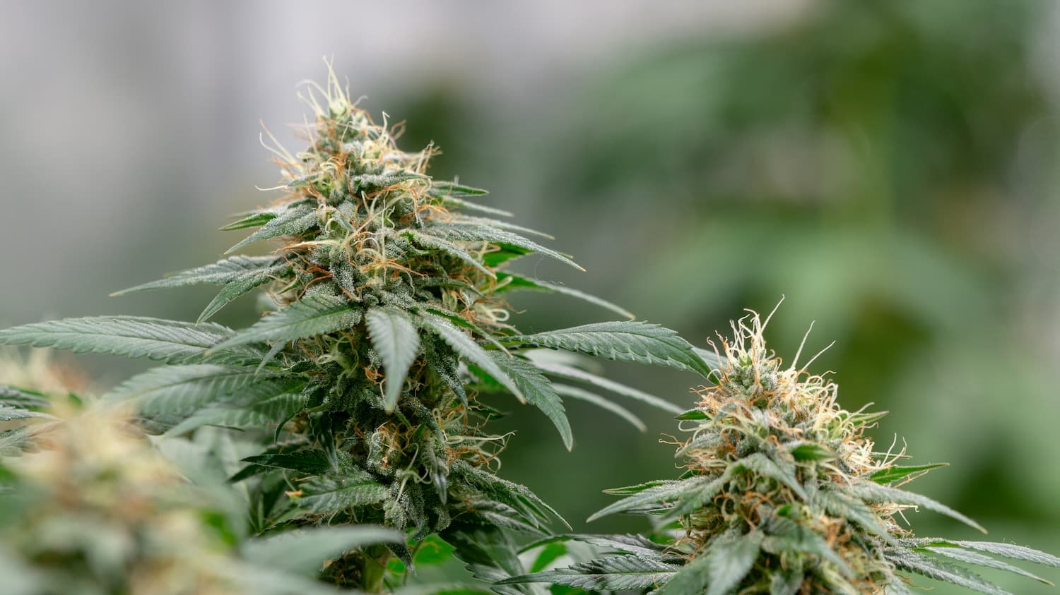 fleur de CBD
